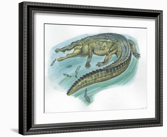 Nile Crocodile Crocodylus Niloticus Catching Fish-null-Framed Giclee Print