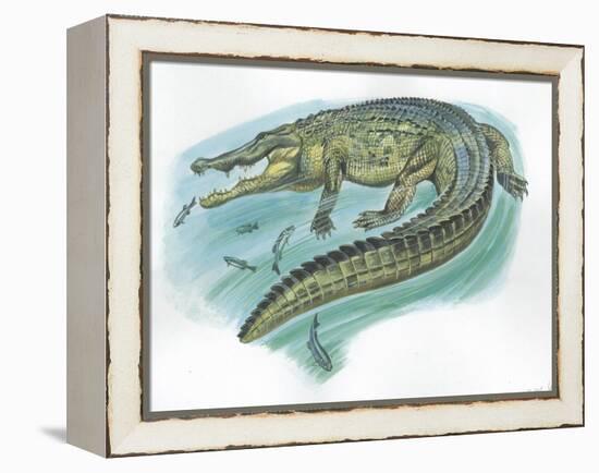 Nile Crocodile Crocodylus Niloticus Catching Fish-null-Framed Premier Image Canvas