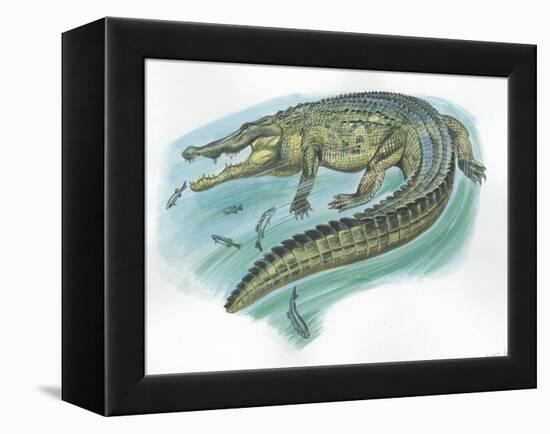 Nile Crocodile Crocodylus Niloticus Catching Fish-null-Framed Premier Image Canvas