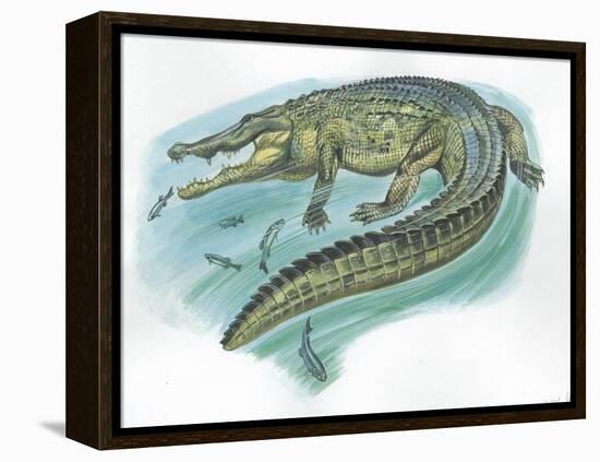 Nile Crocodile Crocodylus Niloticus Catching Fish-null-Framed Premier Image Canvas