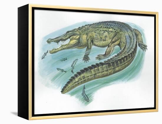 Nile Crocodile Crocodylus Niloticus Catching Fish-null-Framed Premier Image Canvas