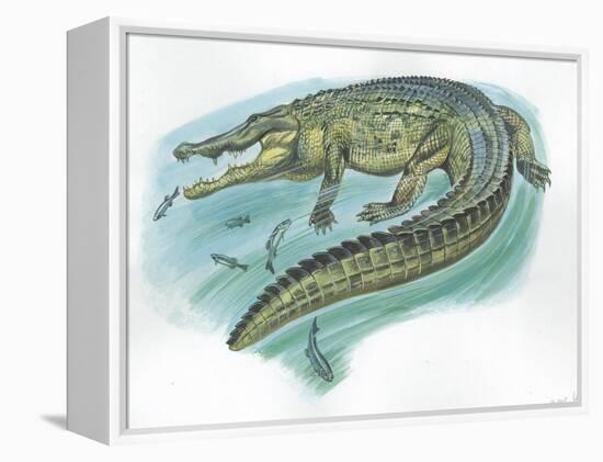 Nile Crocodile Crocodylus Niloticus Catching Fish-null-Framed Premier Image Canvas