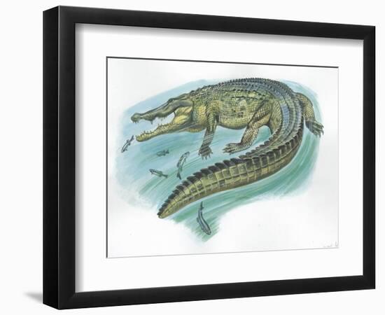 Nile Crocodile Crocodylus Niloticus Catching Fish-null-Framed Giclee Print