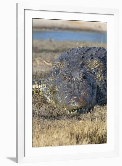 Nile crocodile (Crocodylus niloticus), Chobe River, Botswana, Africa-Ann and Steve Toon-Framed Photographic Print