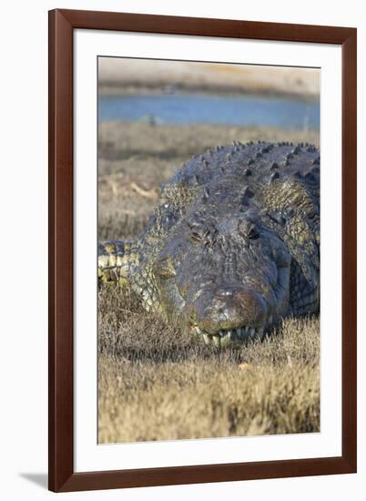 Nile crocodile (Crocodylus niloticus), Chobe River, Botswana, Africa-Ann and Steve Toon-Framed Photographic Print