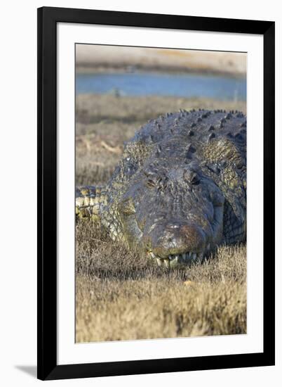 Nile crocodile (Crocodylus niloticus), Chobe River, Botswana, Africa-Ann and Steve Toon-Framed Photographic Print