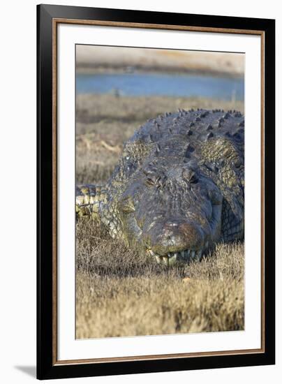 Nile crocodile (Crocodylus niloticus), Chobe River, Botswana, Africa-Ann and Steve Toon-Framed Photographic Print