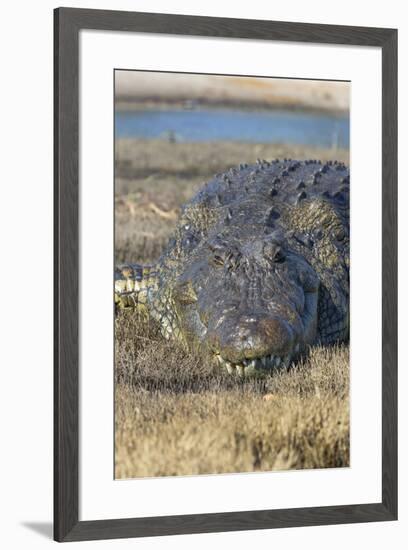 Nile crocodile (Crocodylus niloticus), Chobe River, Botswana, Africa-Ann and Steve Toon-Framed Photographic Print