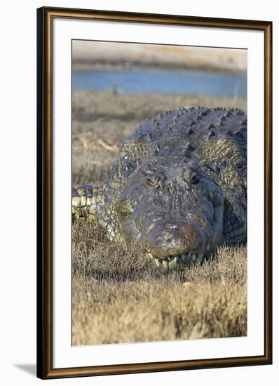 Nile crocodile (Crocodylus niloticus), Chobe River, Botswana, Africa-Ann and Steve Toon-Framed Photographic Print