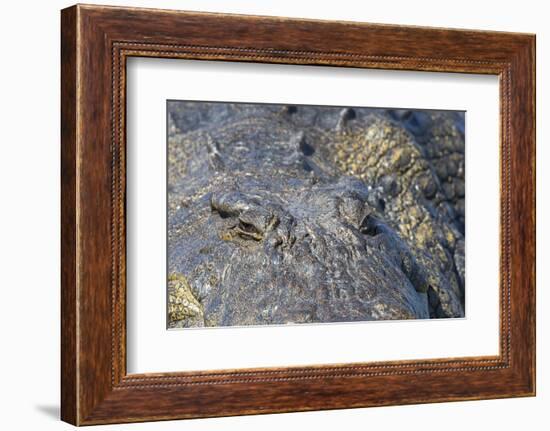 Nile crocodile (Crocodylus niloticus), Chobe River, Botswana, Africa-Ann and Steve Toon-Framed Photographic Print