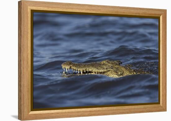 Nile crocodile (Crocodylus niloticus), Chobe River, Botswana-Ann and Steve Toon-Framed Premier Image Canvas