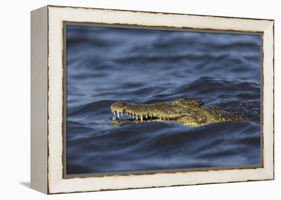 Nile crocodile (Crocodylus niloticus), Chobe River, Botswana-Ann and Steve Toon-Framed Premier Image Canvas