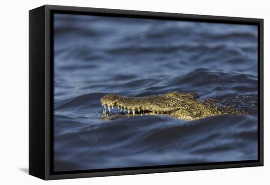 Nile crocodile (Crocodylus niloticus), Chobe River, Botswana-Ann and Steve Toon-Framed Premier Image Canvas