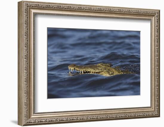 Nile crocodile (Crocodylus niloticus), Chobe River, Botswana-Ann and Steve Toon-Framed Photographic Print