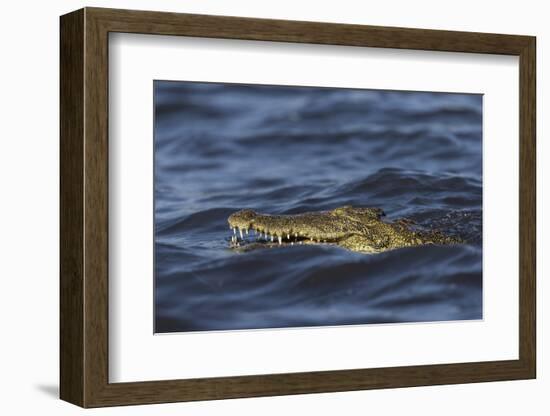 Nile crocodile (Crocodylus niloticus), Chobe River, Botswana-Ann and Steve Toon-Framed Photographic Print