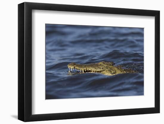 Nile crocodile (Crocodylus niloticus), Chobe River, Botswana-Ann and Steve Toon-Framed Photographic Print