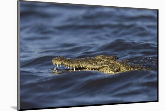 Nile crocodile (Crocodylus niloticus), Chobe River, Botswana-Ann and Steve Toon-Mounted Photographic Print