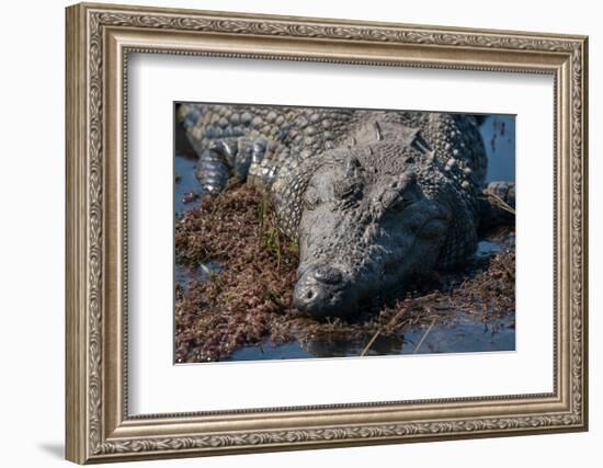 Nile crocodile (Crocodylus niloticus) in the river Chobe, Chobe National Park, Botswana, Africa-Sergio Pitamitz-Framed Photographic Print