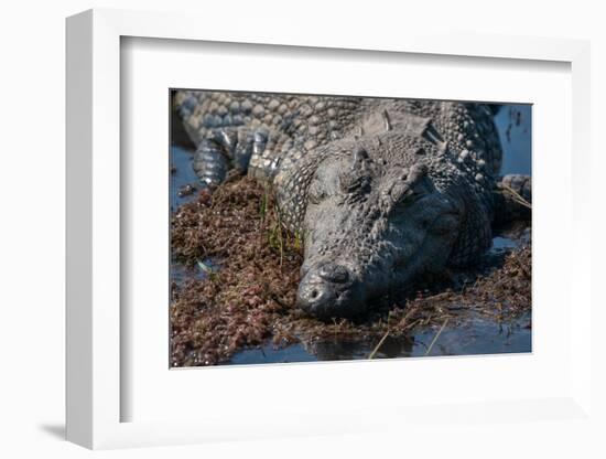 Nile crocodile (Crocodylus niloticus) in the river Chobe, Chobe National Park, Botswana, Africa-Sergio Pitamitz-Framed Photographic Print