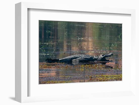 Nile crocodile (Crocodylus niloticus) mouth open in the river Chobe, Chobe National Park, Botswana-Sergio Pitamitz-Framed Photographic Print