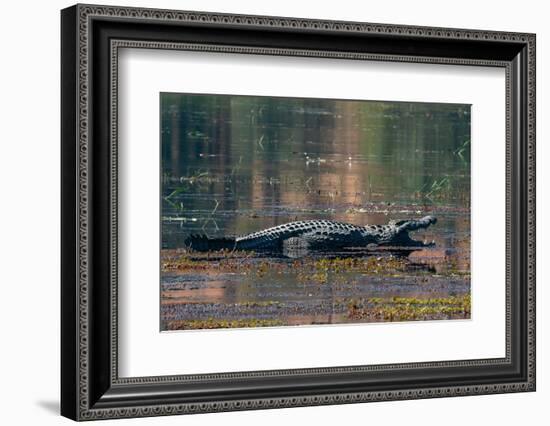 Nile crocodile (Crocodylus niloticus) mouth open in the river Chobe, Chobe National Park, Botswana-Sergio Pitamitz-Framed Photographic Print