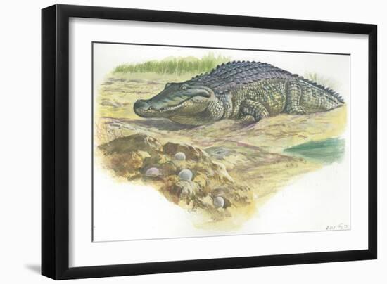 Nile Crocodile Crocodylus Niloticus Near its Laid Eggs-null-Framed Giclee Print