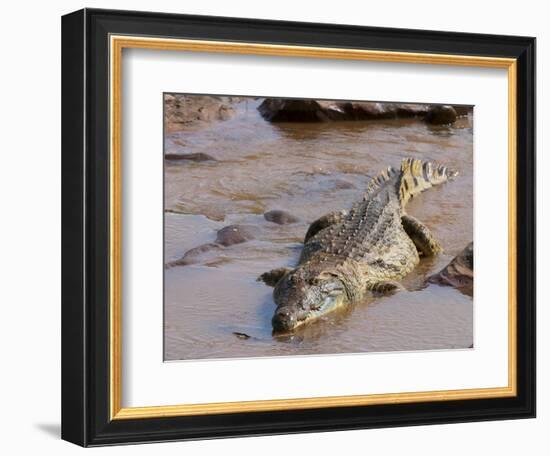 Nile Crocodile (Crocodylus Niloticus), Tsavo East National Park, Kenya, East Africa, Africa-Sergio Pitamitz-Framed Photographic Print