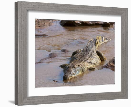 Nile Crocodile (Crocodylus Niloticus), Tsavo East National Park, Kenya, East Africa, Africa-Sergio Pitamitz-Framed Photographic Print