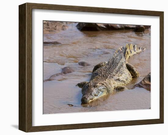 Nile Crocodile (Crocodylus Niloticus), Tsavo East National Park, Kenya, East Africa, Africa-Sergio Pitamitz-Framed Photographic Print