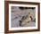 Nile Crocodile (Crocodylus Niloticus), Tsavo East National Park, Kenya, East Africa, Africa-Sergio Pitamitz-Framed Photographic Print