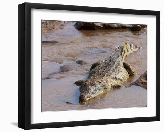 Nile Crocodile (Crocodylus Niloticus), Tsavo East National Park, Kenya, East Africa, Africa-Sergio Pitamitz-Framed Photographic Print