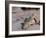 Nile Crocodile (Crocodylus Niloticus), Tsavo East National Park, Kenya, East Africa, Africa-Sergio Pitamitz-Framed Photographic Print