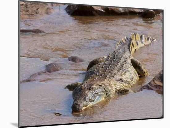 Nile Crocodile (Crocodylus Niloticus), Tsavo East National Park, Kenya, East Africa, Africa-Sergio Pitamitz-Mounted Photographic Print