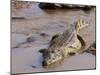 Nile Crocodile (Crocodylus Niloticus), Tsavo East National Park, Kenya, East Africa, Africa-Sergio Pitamitz-Mounted Photographic Print