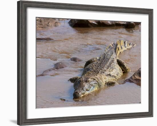 Nile Crocodile (Crocodylus Niloticus), Tsavo East National Park, Kenya, East Africa, Africa-Sergio Pitamitz-Framed Photographic Print