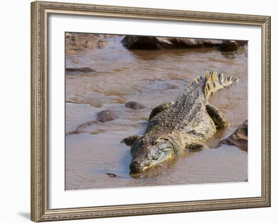 Nile Crocodile (Crocodylus Niloticus), Tsavo East National Park, Kenya, East Africa, Africa-Sergio Pitamitz-Framed Photographic Print