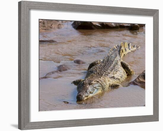 Nile Crocodile (Crocodylus Niloticus), Tsavo East National Park, Kenya, East Africa, Africa-Sergio Pitamitz-Framed Photographic Print