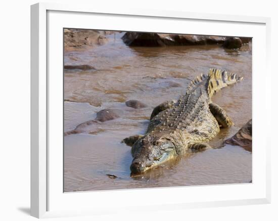 Nile Crocodile (Crocodylus Niloticus), Tsavo East National Park, Kenya, East Africa, Africa-Sergio Pitamitz-Framed Photographic Print