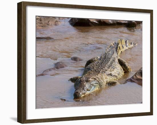 Nile Crocodile (Crocodylus Niloticus), Tsavo East National Park, Kenya, East Africa, Africa-Sergio Pitamitz-Framed Photographic Print