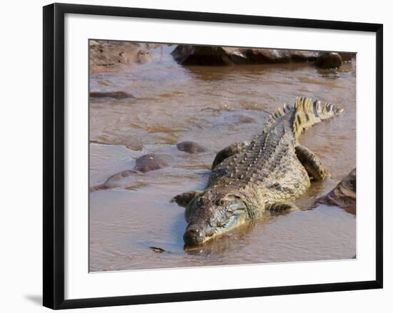 Nile Crocodile (Crocodylus Niloticus), Tsavo East National Park, Kenya, East Africa, Africa-Sergio Pitamitz-Framed Photographic Print