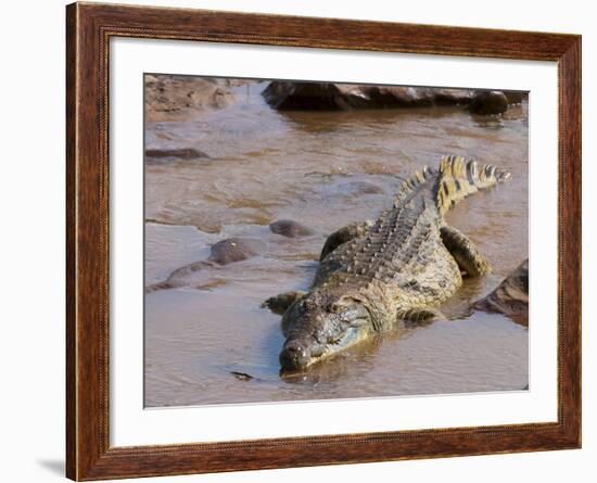 Nile Crocodile (Crocodylus Niloticus), Tsavo East National Park, Kenya, East Africa, Africa-Sergio Pitamitz-Framed Photographic Print