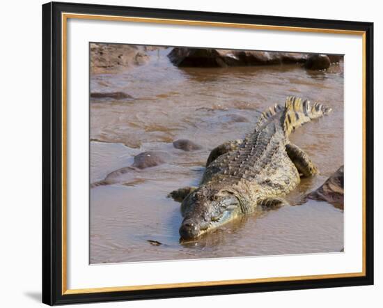 Nile Crocodile (Crocodylus Niloticus), Tsavo East National Park, Kenya, East Africa, Africa-Sergio Pitamitz-Framed Photographic Print