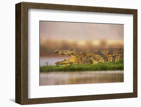 Nile crocodile (Crocodylus niloticus), Zimanga private game reserve, KwaZulu-Natal, South Africa, A-Ann and Steve Toon-Framed Photographic Print