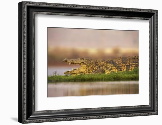 Nile crocodile (Crocodylus niloticus), Zimanga private game reserve, KwaZulu-Natal, South Africa, A-Ann and Steve Toon-Framed Photographic Print