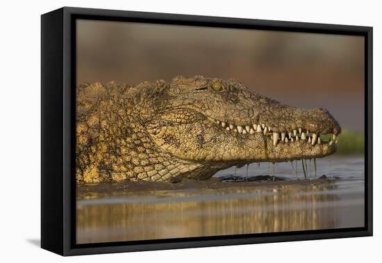 Nile crocodile (Crocodylus niloticus), Zimanga private game reserve, KwaZulu-Natal, South Africa, A-Ann and Steve Toon-Framed Premier Image Canvas