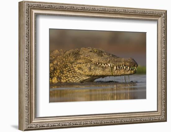 Nile crocodile (Crocodylus niloticus), Zimanga private game reserve, KwaZulu-Natal, South Africa, A-Ann and Steve Toon-Framed Photographic Print