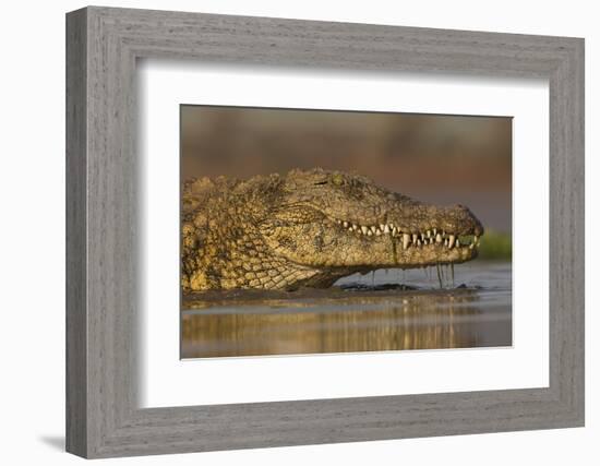 Nile crocodile (Crocodylus niloticus), Zimanga private game reserve, KwaZulu-Natal, South Africa, A-Ann and Steve Toon-Framed Photographic Print