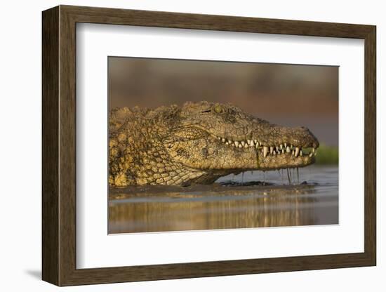 Nile crocodile (Crocodylus niloticus), Zimanga private game reserve, KwaZulu-Natal, South Africa, A-Ann and Steve Toon-Framed Photographic Print