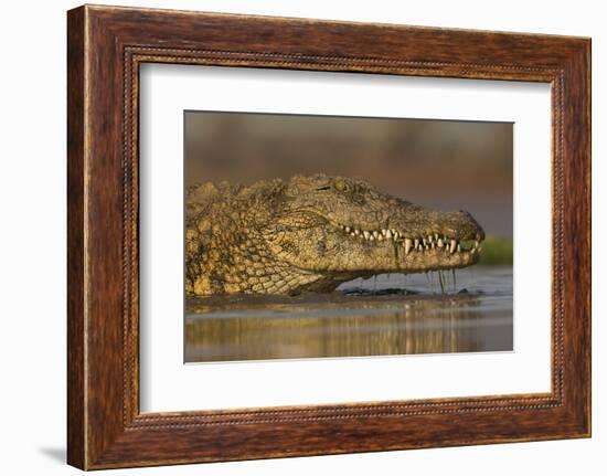 Nile crocodile (Crocodylus niloticus), Zimanga private game reserve, KwaZulu-Natal, South Africa, A-Ann and Steve Toon-Framed Photographic Print