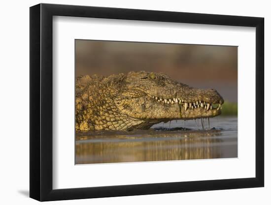 Nile crocodile (Crocodylus niloticus), Zimanga private game reserve, KwaZulu-Natal, South Africa, A-Ann and Steve Toon-Framed Photographic Print